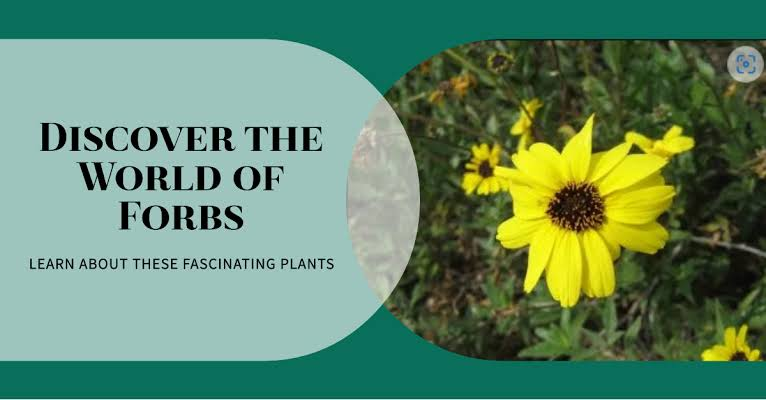 Understanding the World of forb plant: Nature’s Beautiful Plants